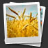 Digital pictures recovery softwar